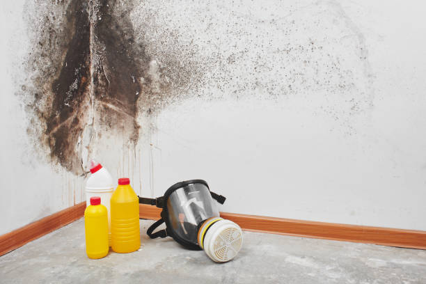 Best Crawl Space Mold Removal  in Santa Clara, OR