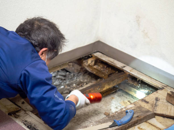 Best Emergency Mold Removal  in Santa Clara, OR